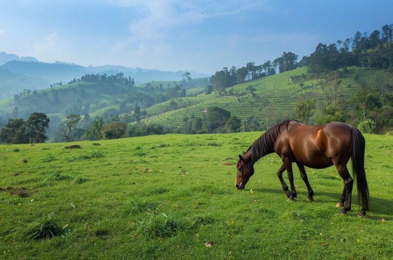 Nature Trails in Ooty – Pentoz Hotels
